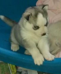 Blue-eyed,black Siberians Husky Puppies!!