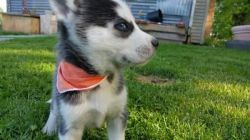 adorable siberian husky baby for adoption