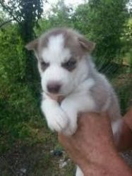 adorable siberian husky baby for adoption