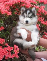 Adorable Male And Female Siberian Husky Puppies.
