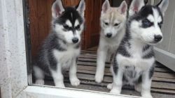 cute male and female Siberian Husky Puppies