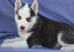 Siberian Husky Puppies For Adoption xxx) xxx-xxx3