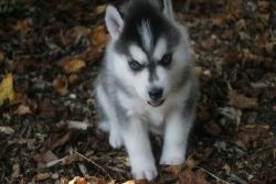 Siberian Husky Puppies Foradoption xxx) xxx-xxx3