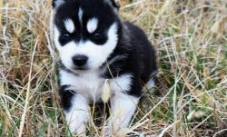 Siberian Husky pups blue eyes ready now