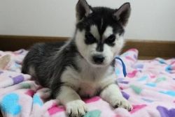 Beautiful Siberian Husky Puppies For Re-homing.