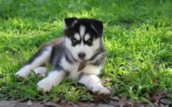 $350- Siberian Husky Puppies For Adoption