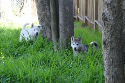 Awesome Siberian Husky Puppies For Adoption