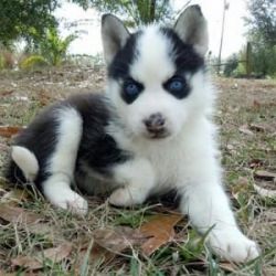 Blue Eyes Siberian Husky. Text (xxx) xxx-xxx8