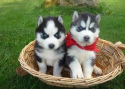One male and two female Siberian Husky puppies