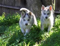 Healthy husky puppies for free adoption