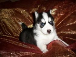 siberian husky puppies to give to pet loving homes