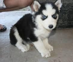 We have a male and two female Siberian husky