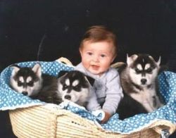cute Siberian husky puppies available