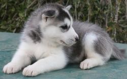 Cute Siberian Husky Puppies for Adoption