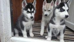 Male and Female Siberian Huskies for sale