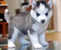 Cute Siberian Husky Pups Sms(xxx)xxx-xxxx