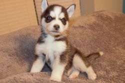 husky puppies for sale