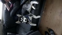 gorgeous Siberian husky puppies for a new owner