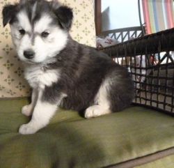male and female siberian huskies for sale