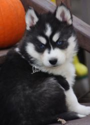 gentle male and female pure breed huskies
