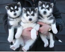 Adorable Siberian Husky Puppies