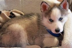 Cute Siberian Husky puppies for Adoption.