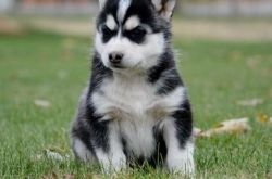 Cute and Adorable Siberian Husky puppies