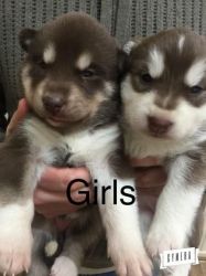 sweet cute huskies pups ready