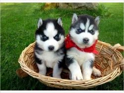 Siberian husky puppies have arrived!!!
