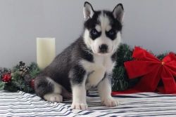 Akc Siberian Husky Puppies. Only Text xxx-xxx-xxxx