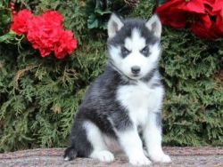 AKC registered siberian husky puppies