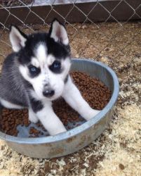cute blue eyes husky pups for sale