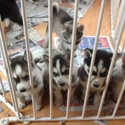 sweet siberian husky pups for lil adoption fee
