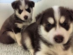 siberian husky pups for lil adotion fee