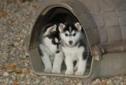 Siberian Husky puppies ready for adoption