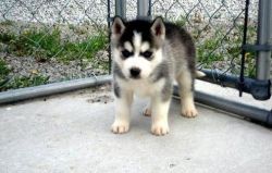 AKC Siberian Husky puppies for sale