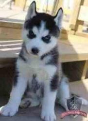 Siberian Husky puppies for Free