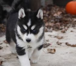 Adorable male and female Siberian huskies ready