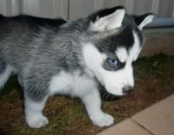 Lovely Siberian Husky Puppies For Free Adoption