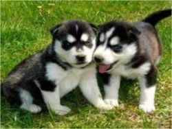 lovely siberian husky puppies to adopt.