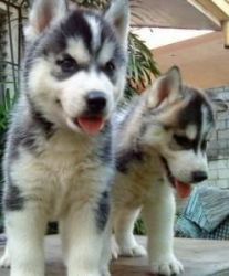 Perfect AKC Registered siberian husky puppies