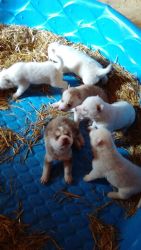 For Sale Akc Siberian Husky Puppies