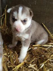 sweet siberian husky puppies for a home