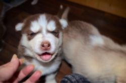 able siberian husky puppies for your home