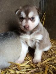 sweet and fine husky puppies for your home