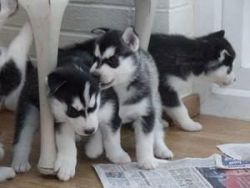 healthy siberian husky puppies for adoption