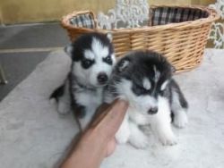 Siberian Husky Puppies for Free
