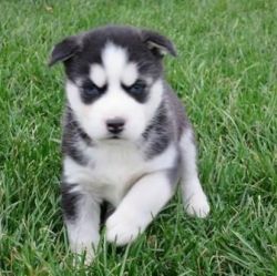Cute Husky puppies for sale
