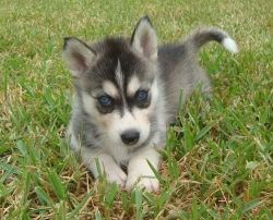 super cute husky puppies for rehoming