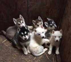 Siberian Huskie Pups Ready for sale